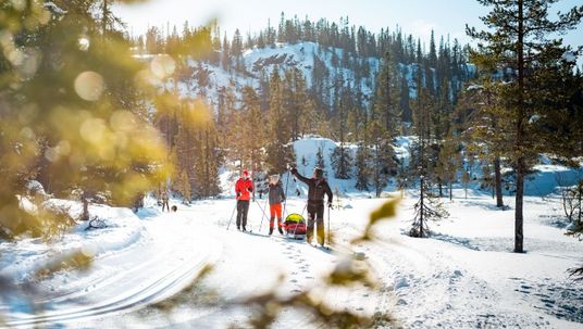 Family skiing in the forest