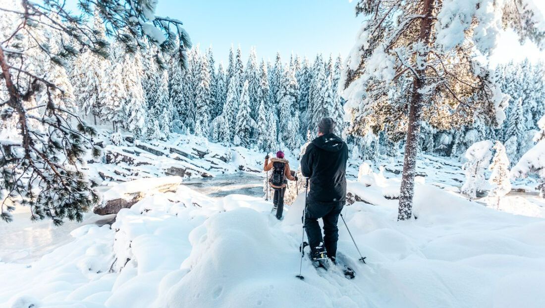 People wearing snowshoes walking through forest in snow